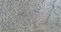 Silver Shine Gold (Marble) (Standard)